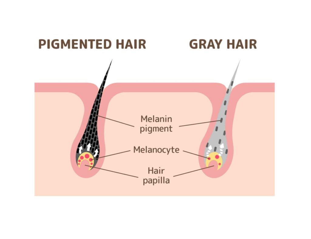 how to turn grey hair into black permanently naturally