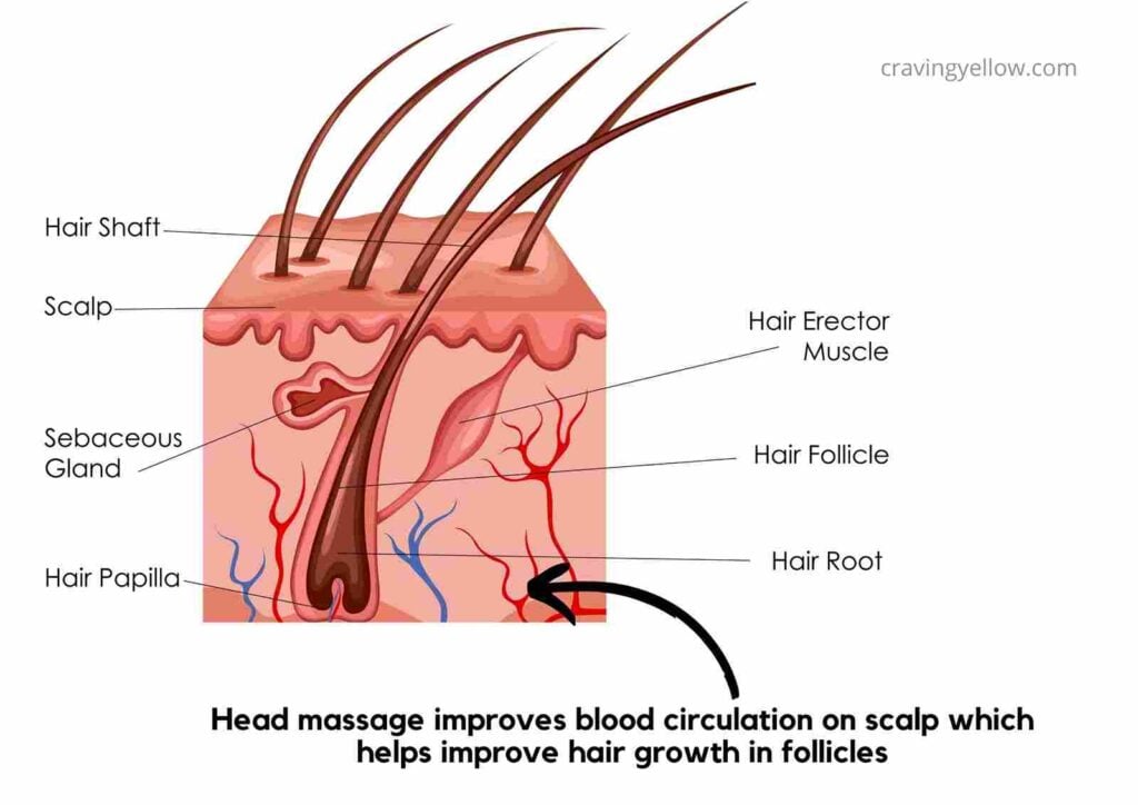 what happens if you massage your scalp everyday