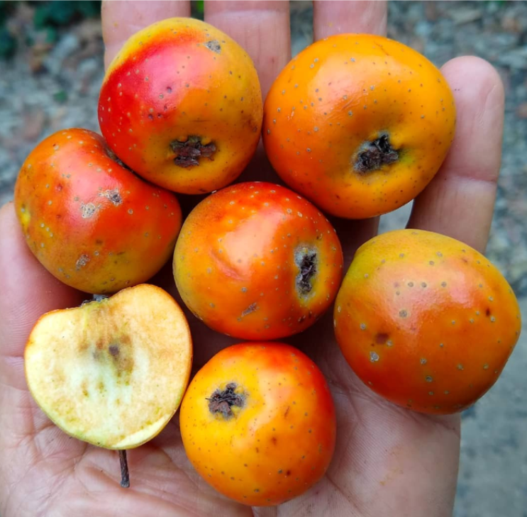 Tejocote Root Benefits